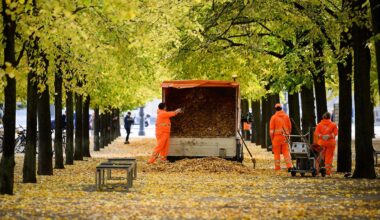 Berlin & Brandenburg: BSR sammelt Laub – so schwer wie 6.000 Elefanten