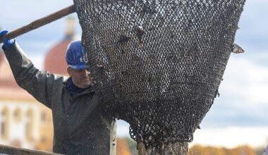 Sachsen: Abfischen am Moritzburger Schloss lockt Besucher an