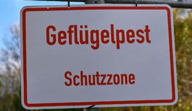 Berlin & Brandenburg: Geflügelpest breitet sich aus - zweiter Fall in Brandenburg