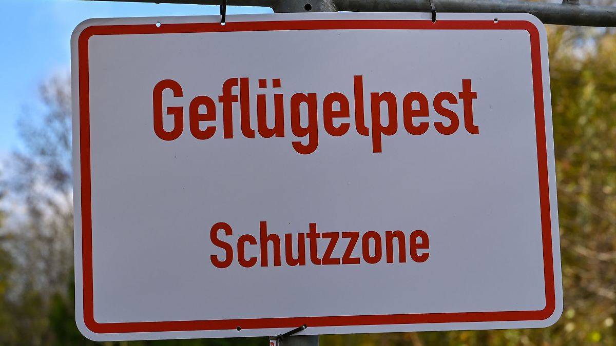Berlin & Brandenburg: Geflügelpest breitet sich aus - zweiter Fall in Brandenburg