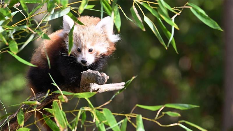 Zoo Hannover: Junge Kleine-Panda-Zwillinge erkunden erstmals ihr Gehege Die Katzenbären sind auch als „Bambusesser“, „Feuerfüchse“ oder „glänzende Katzen“ bekannt.