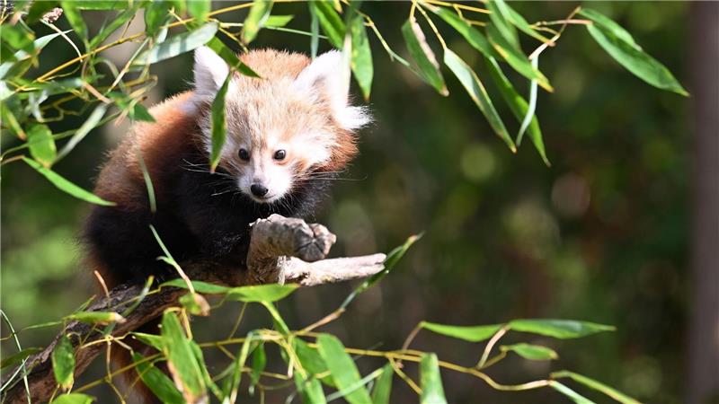 Zwillingsnachwuchs bei seltenen Kleinen Pandas in Hannover Die Katzenbären sind auch als „Bambusesser“, „Feuerfüchse“ oder „glänzende Katzen“ bekannt.