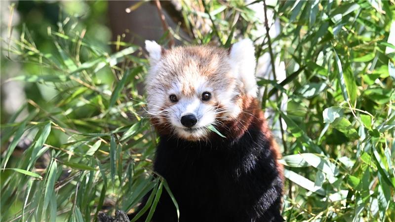 Zwillingsnachwuchs bei seltenen Kleinen Pandas in Hannover Die Kleinen Pandas fressen gerne Bambus.