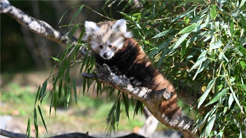 Zoo Hannover: Junge Kleine-Panda-Zwillinge erkunden erstmals ihr Gehege Die Tierart steht auf der Roten Liste der Internationalen Union zur Bewahrung der Natur (IUCN) und gilt als stark gefährdet.