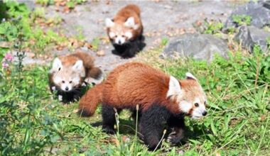 Zwillingsnachwuchs bei seltenen Kleinen Pandas in Hannover