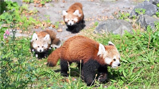 Zwillingsnachwuchs bei seltenen Kleinen Pandas in Hannover