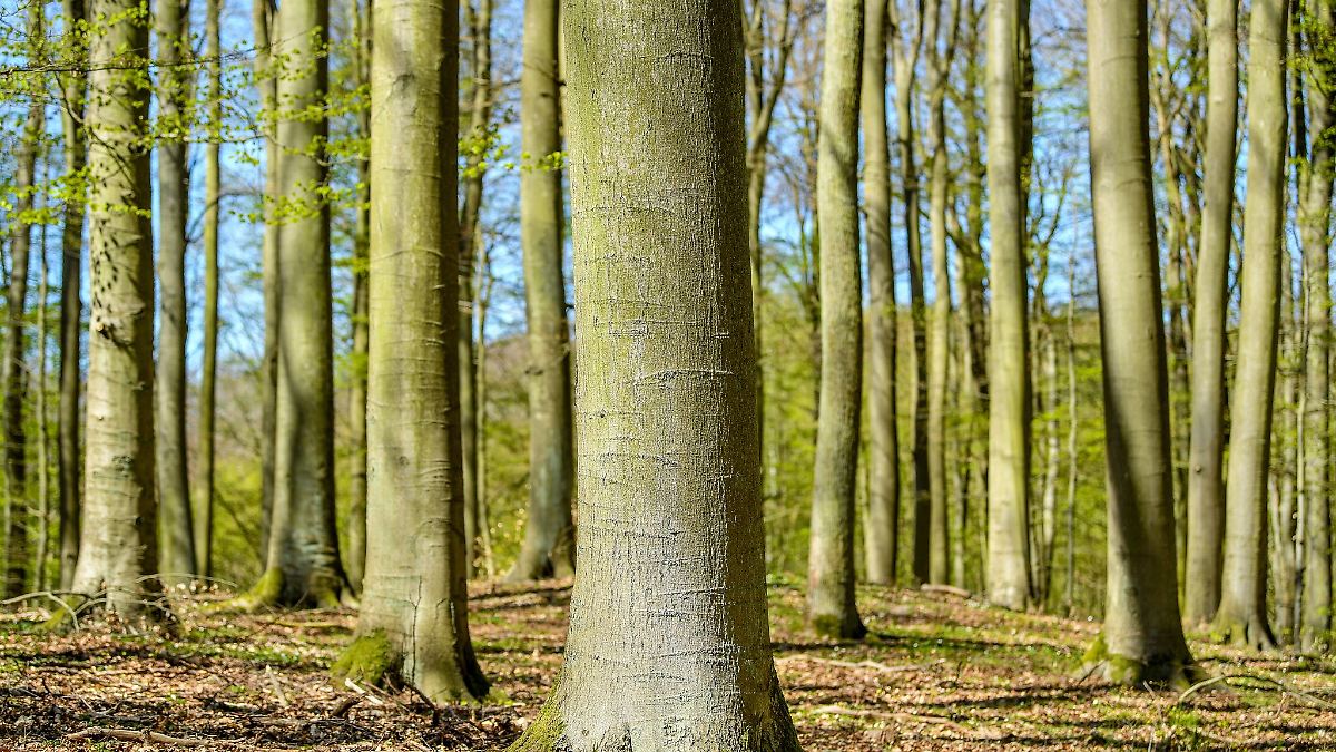 Berlin & Brandenburg: Neue Audio-Tour macht Buchenwald Grumsin zum Hörerlebnis