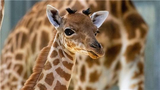Giraffen-Junges kommt im Pariser Zoo zur Welt Eine Kordofan-Giraffe ist im Pariser Zoo geboren.