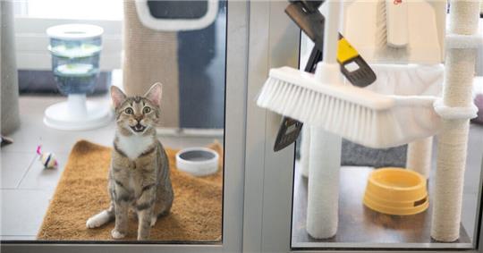 Kranke Fundkatze zwingt Tierheim in die Quarantäne Eine kranke Fundkatze zwingt das Tierheim Cuxhaven vorübergehend zur Quarantäne.
