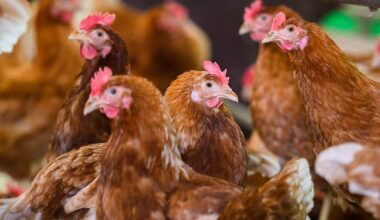 Berlin & Brandenburg: Was bedeutet die Stallpflicht wegen der Vogelgrippe?