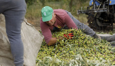 EU darf im Handelsstreit um spanische Oliven gegen die USA vorgehen