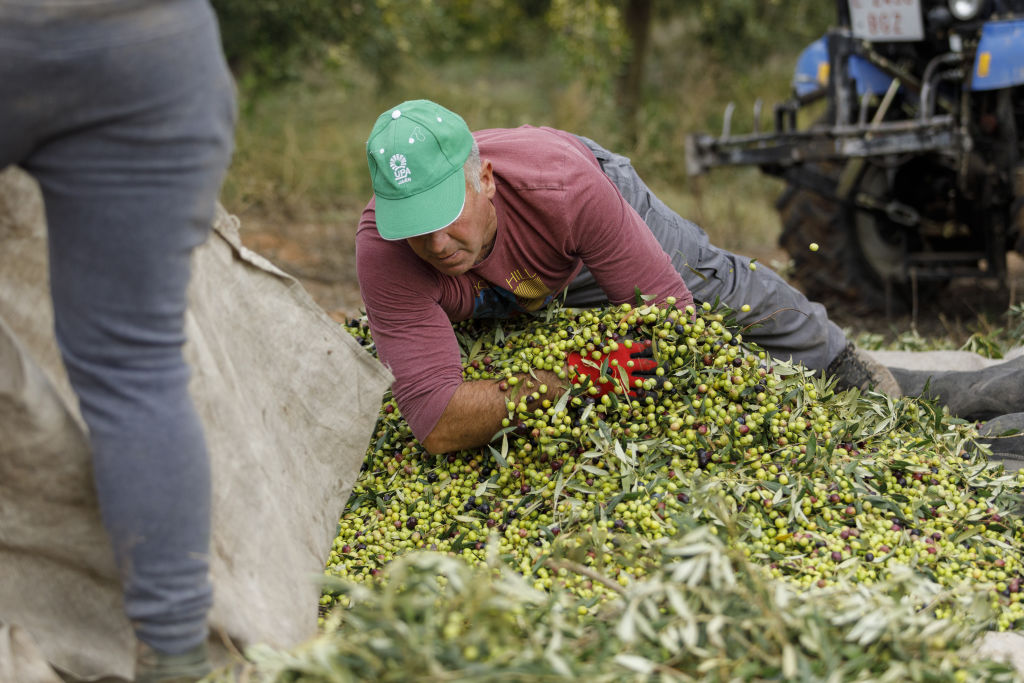 EU darf im Handelsstreit um spanische Oliven gegen die USA vorgehen