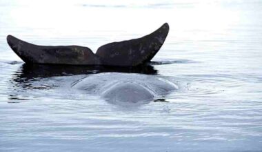 Studie: Warum Grönlandwale kaum an Krebs erkranken