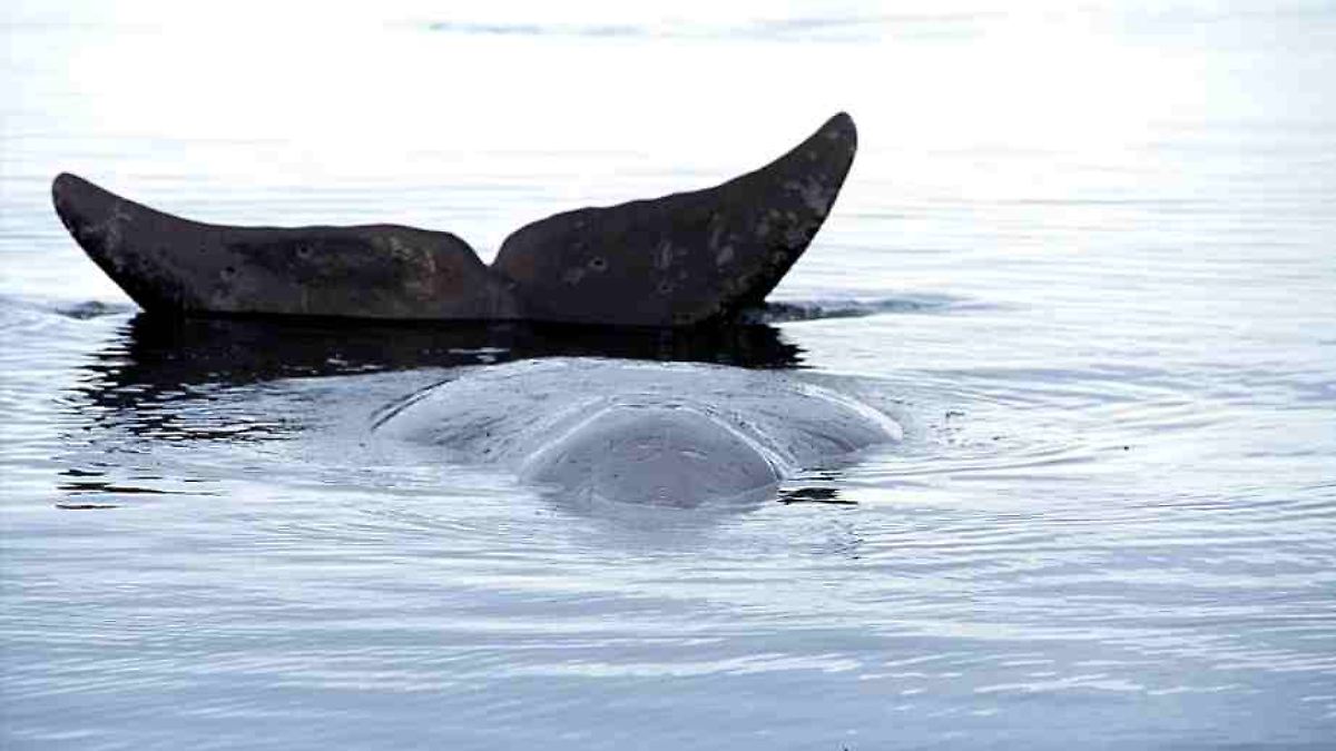 Studie: Warum Grönlandwale kaum an Krebs erkranken