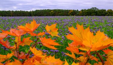 Wetter in Sachsen am 13.10.2025: Herbstlich-mildes Wetter