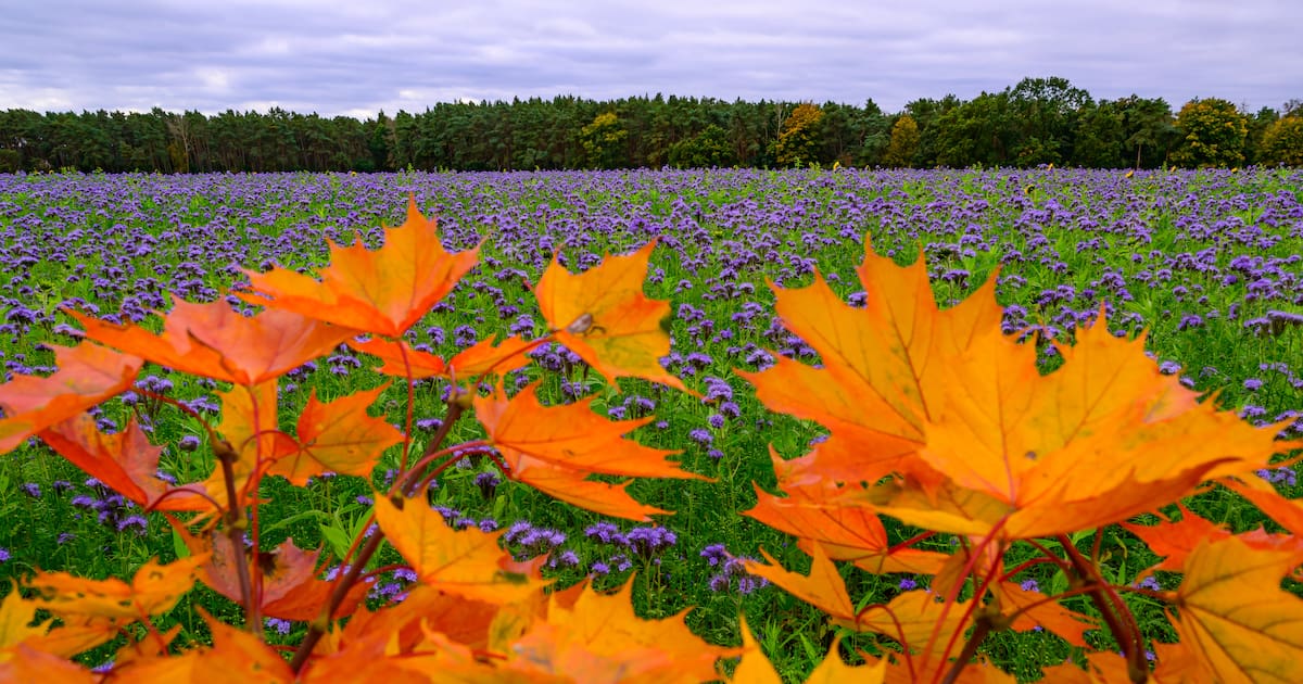 Wetter in Sachsen am 13.10.2025: Herbstlich-mildes Wetter