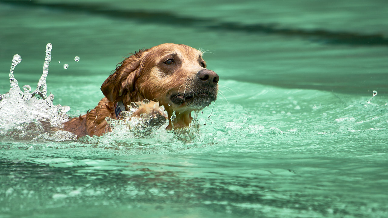 „Ich bin doch kein Seehund!“ Hundeschwimmen im Freibad Welper – ein tierischer Spaß zum Saisonende