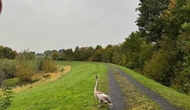 FW-DO: Jungschwan in Dortmund-Scharnhorst aus misslicher Lage befreit