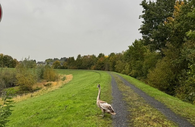 FW-DO: Jungschwan in Dortmund-Scharnhorst aus misslicher Lage befreit