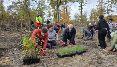 Helfer pflanzen 8.300 Setzlinge in der Dölauer Heide – Du bist Halle