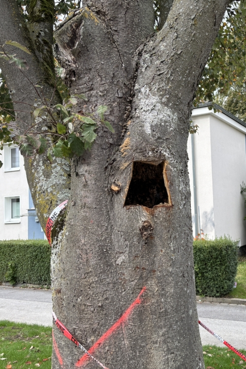 Dieser Baum, dessen Umfeld mit einem Band der Feuerwehr an der Mettmanner Straße abgesperrt ist, ist nicht mehr lebensfähig. Foto: TME