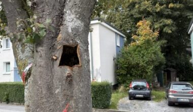 Wülfrath: Baumpflegearbeiten im Stadtgebiet Wülfrath