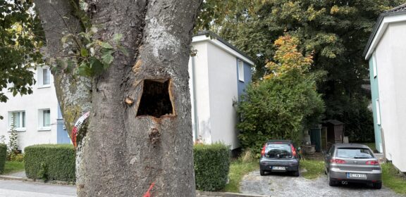 Wülfrath: Baumpflegearbeiten im Stadtgebiet Wülfrath