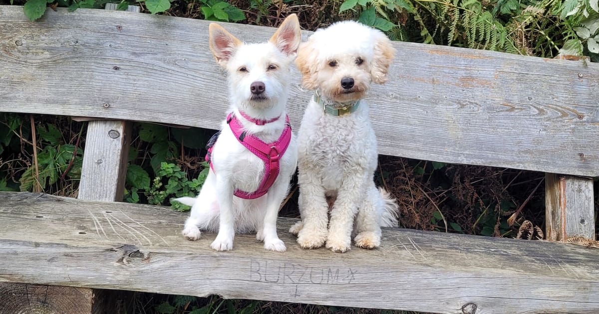 Zeigen Sie uns Ihre schönsten Hundefotos