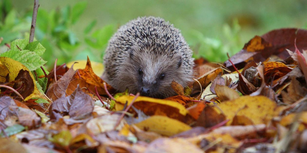 Igel-Aufnahmestopp im Tierheim Nürnberg - so erkennen Sie einen Igel in Not