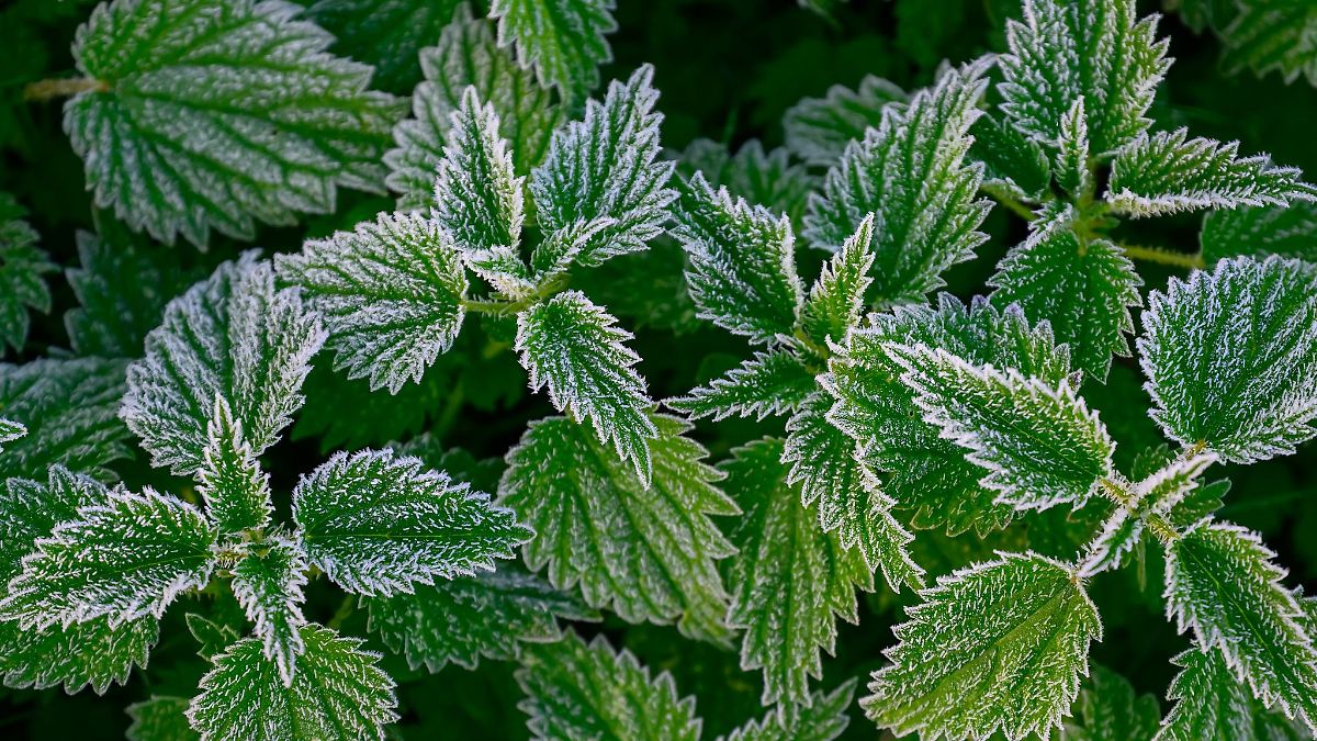 Berlin & Brandenburg: Sonne und Frost am Wochenende in Berlin und Brandenburg