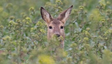 Hamburg & Schleswig-Holstein: Feuerwehr rettet eingeklemmtes Reh aus Hoftor