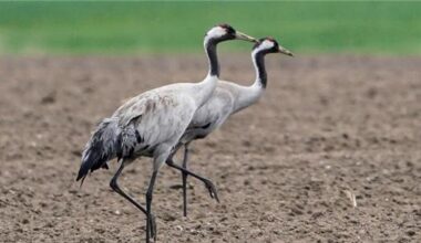 Vogelgrippe bei drei toten Kranichen in Hamburg festgestellt