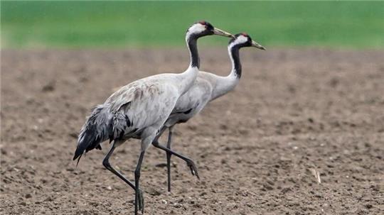 Vogelgrippe bei drei toten Kranichen in Hamburg festgestellt