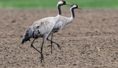 Hamburg & Schleswig-Holstein: Vogelgrippe bei drei toten Kranichen in Hamburg festgestellt