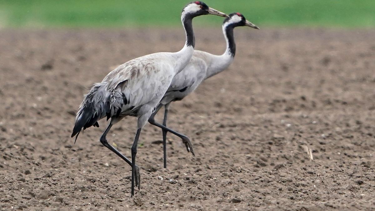 Hamburg & Schleswig-Holstein: Vogelgrippe bei drei toten Kranichen in Hamburg festgestellt