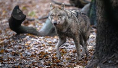 Niedersachsen & Bremen: Mehr Wolfsrudel leben in Niedersachsen