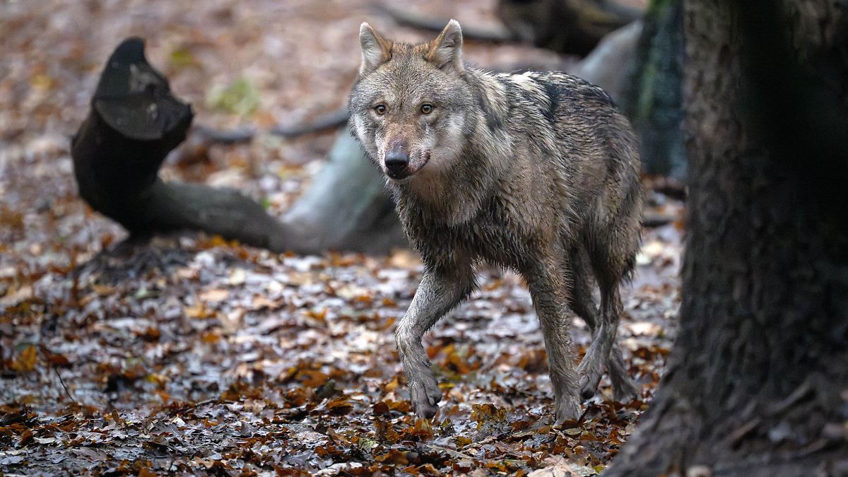 Niedersachsen & Bremen: Mehr Wolfsrudel leben in Niedersachsen