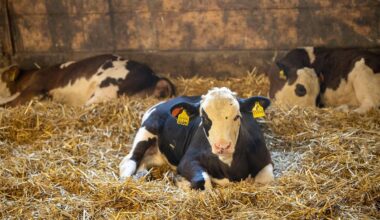 Niedersachsen & Bremen: Land verbietet Kastration junger Kälber ohne Betäubung