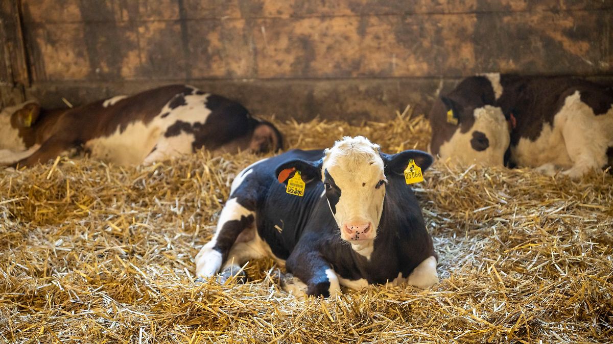 Niedersachsen & Bremen: Land verbietet Kastration junger Kälber ohne Betäubung
