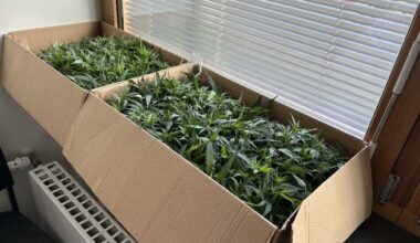 ZOLL-H: Joints für ein ausverkauftes Fußballstadion/ZOLL stellt 181 Cannabispflanzen ...