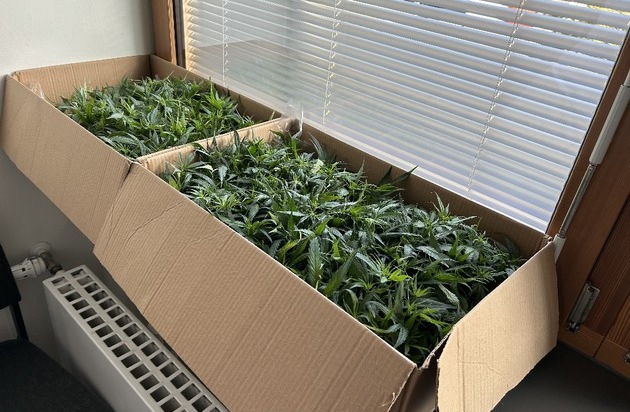 ZOLL-H: Joints für ein ausverkauftes Fußballstadion/ZOLL stellt 181 Cannabispflanzen ...