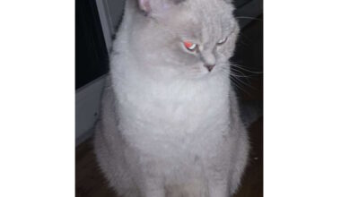 Vermisste Katze „Kitty“ ist wieder da! – /// MRN-News.de