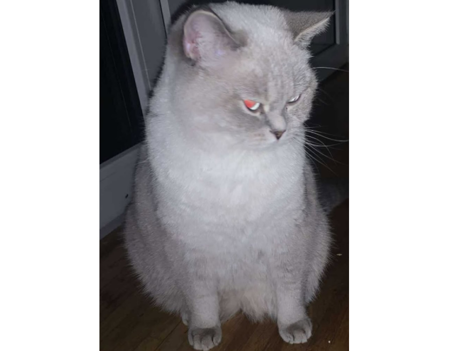 Vermisste Katze „Kitty“ ist wieder da! – /// MRN-News.de