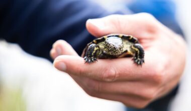 Rheinland-Pfalz & Saarland: Frische Gene aus Frankreich für Sumpfschildkröten