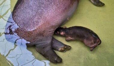 Berlin & Brandenburg: Flusspferd-Baby im Zoo perfektioniert das Unterwassertrinken