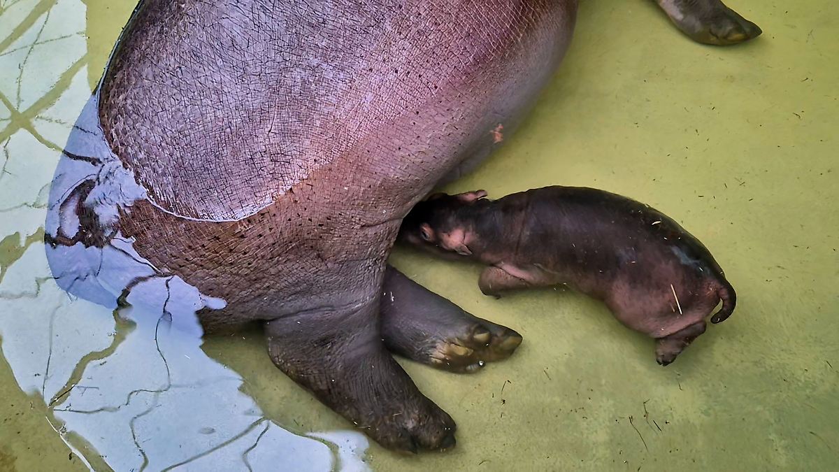 Berlin & Brandenburg: Flusspferd-Baby im Zoo perfektioniert das Unterwassertrinken
