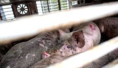 Niedersachsen & Bremen: Anhänger von Tiertransporter umgekippt – elf Schweine tot