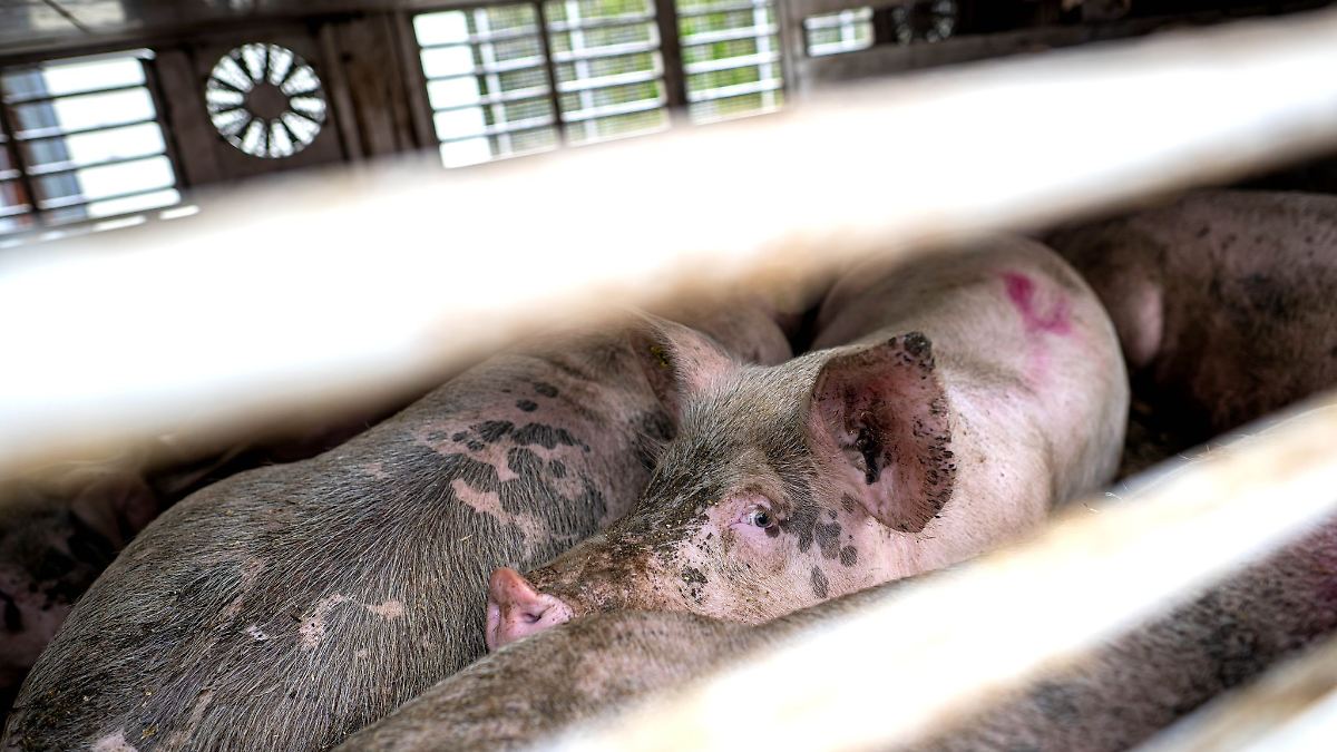 Niedersachsen & Bremen: Anhänger von Tiertransporter umgekippt – elf Schweine tot