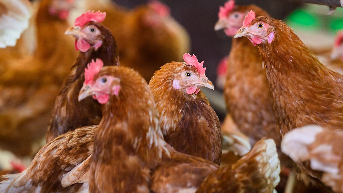 Niedersachsen & Bremen: Geflügelpest ausgebrochen – Landkreis richtet Schutzzone ein