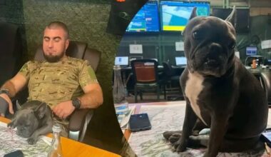 Wirbel um Fotos mit Hund: Ukrainischer Kommandeur soll auf Tiktok geheime Gefechtskarten gezeigt haben